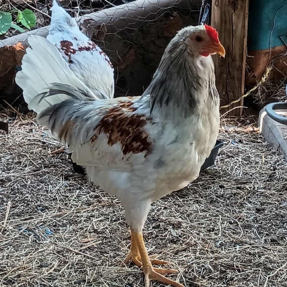 Bits and Pieces - Picture 8 of 12